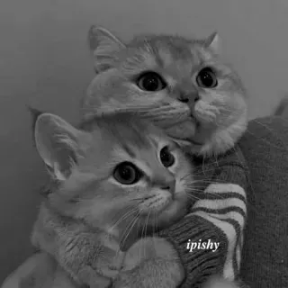 🕸 ipishy 猫, 小猫, 可爱, 动物, 宠物, 迷人, 猫科动物 telegram sticker