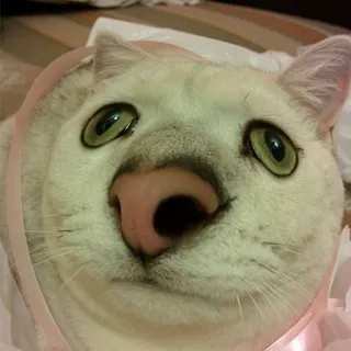🤨 แมว, สัตว์, น่ารัก, สัตว์เลี้ยง, สัตว์เลี้ยง, ลูกแมว, สัตว์เลี้ยงลูกด้วยนม telegram sticker