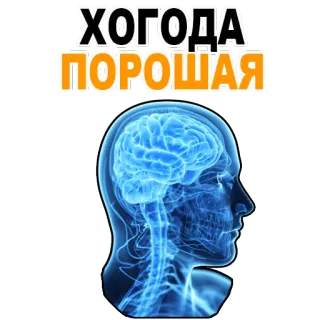 😊 ХОГОДА
ПОРОШАЯ brain, head, anatomy, mind, russian telegram sticker