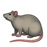 🐀