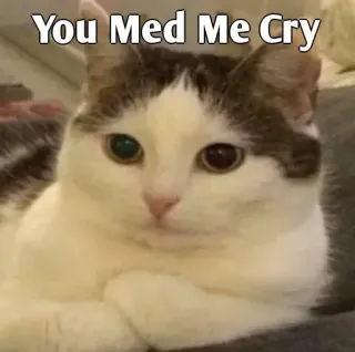 👀 You Med Me Cry cat, meme, sad, funny, pet, animal whatsapp sticker