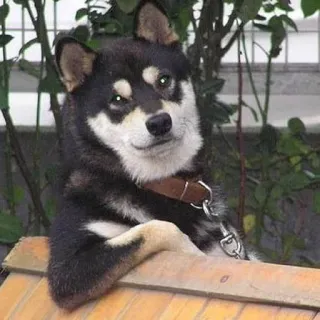😒 Hund, Shiba Inu, Tier, Haustier, süß, lustig telegram sticker