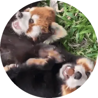 🐼 panda mała, zwierzęta, słodkie, trawa, bawiący się telegram sticker