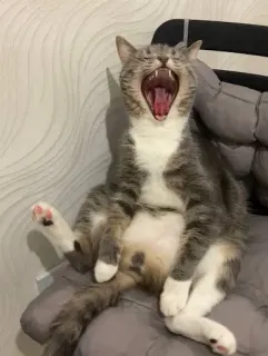 😴 gato, bostezo, mascota, felino, animal, mamífero, gato doméstico telegram sticker
