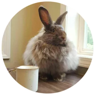 ☕️ rabbit, bunny, cup, animal, pet, fluffy, cute telegram sticker
