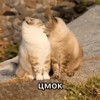 😘 ЦМОК кошки, целуются, нежность, животные, милые, любовь, питомец telegram sticker