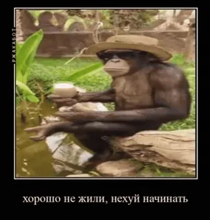 🌟 хорошо не жили, нехуй начинать Affe, Hut, Affe, Trinken, Russisch, Humor telegram sticker