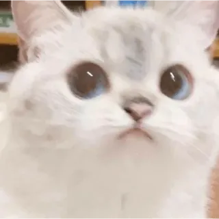 🗿 แมว, น่ารัก, สัตว์, ลูกแมว, สัตว์เลี้ยง, แมวขาว, ปุย, ตาสีฟ้า telegram sticker