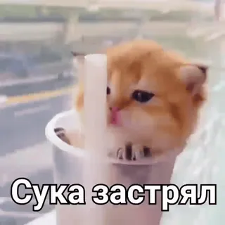 😔 Сука застрял gato, gatinho, preso, xícara, fofo, animal telegram sticker