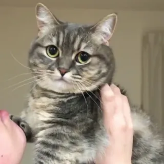 😎 gato, mascota, animal, gato doméstico, mamífero, atigrado whatsapp sticker