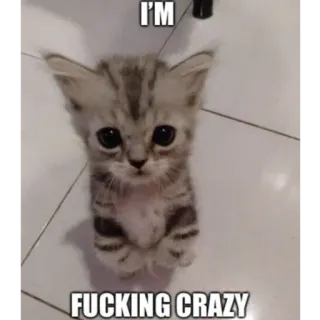 🤯 I'M FUCKING CRAZY chat, chaton, mème, drôle, animal, mignon, fou telegram sticker