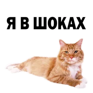 😱 Я|В|ШОКАХ gato, choque, surpresa, gato ruivo, animal de estimação, animal whatsapp sticker