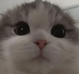 😿 кот, котенок, домашнее животное, животное, милый, глаза, домашняя кошка, шотландская вислоухая whatsapp sticker