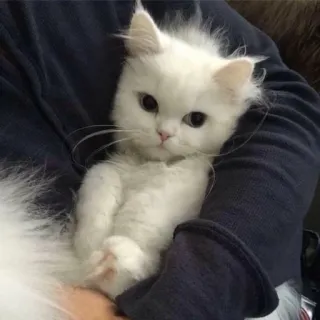 💀 猫, 子猫, 白猫, ペット, 動物, ふわふわ, かわいい telegram sticker
