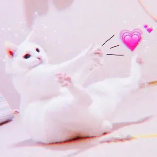 🍓 gato, gatito, corazones, lindo, animal, mascota telegram sticker