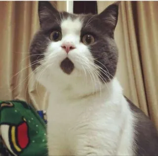 😲 gatto, carino, animale, divertente, animale domestico, sorpresa telegram sticker