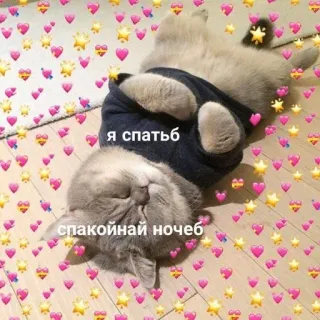 🩰 Я спатьъ
спокойной ночеб Katze, schlafend, süß, Herzen whatsapp sticker