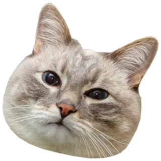 😒 cat, animal, pet, cute, domestic, feline telegram sticker
