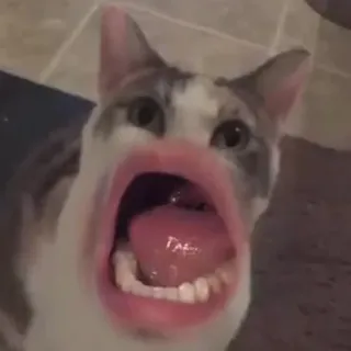 😲 chat, lèvres, bouche, mème, drôle, animal telegram sticker