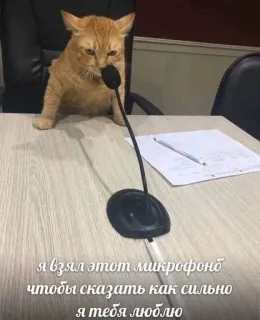 😘 я взял этот микрофон чтобы сказать как сильно я тебя люблю Katze, Mikrofon, Liebe, Rede, Tier, Orange Katze, Süß telegram sticker