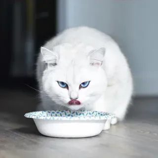 😋 gato, gato branco, olhos azuis, comendo, animal de estimação, animal telegram sticker