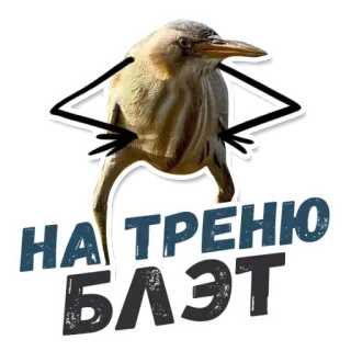 🏃 НА ТРЕНЮ БЛЯЭТ 鸟, 俚语, 脏话, 搞笑 telegram sticker
