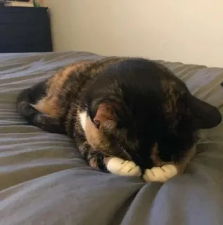 🐾 gato, animal, mascota, calicó, felino, animal doméstico telegram sticker