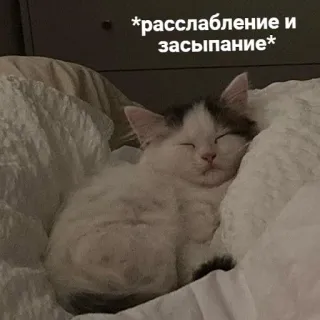 💤 расслабление и засыпание แมว, น่ารัก, สัตว์, นอน, พักผ่อน, สัตว์เลี้ยง, ลูกแมว telegram sticker