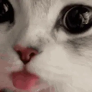 👅