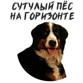 😱 СУТУЛЫЙ ПЁС НА ГОРИЗОНТЕ dog, bernese mountain dog, animal, pet, cute, russian text telegram sticker