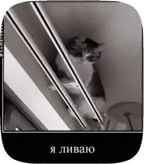 🐱 Я ливаю gatto, divertente, meme, animale telegram sticker
