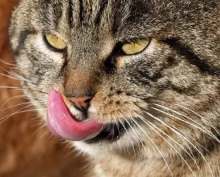 Cats do Chapp telegram stickers