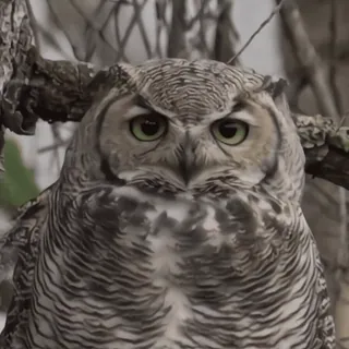 🦉 sowa, ptak, dzikie zwierzęta, natura, zwierzę, drapieżnik telegram sticker