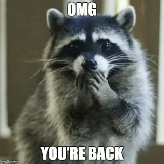 😍 OMG YOU'RE BACK mapache, meme, animal, dios mío, volver, lindo whatsapp sticker