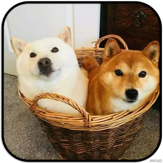 😃 dog, shiba inu, basket, pets, cute, animals telegram sticker