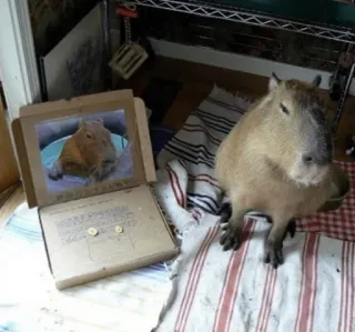 🤓 capybara, rongeur, animal, mignon, boîte à pizza, ami whatsapp sticker