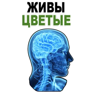 😊 ЖИВЫ ЦВЕТЫЕ brain, mind, head, anatomy, intelligence telegram sticker