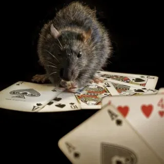 🐭 chuột, bài, bài tây, cờ bạc, động vật, gặm nhấm telegram sticker
