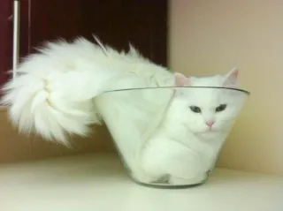 liquid cats @this_is_sticker_party whatsapp stickers