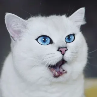 😯 gato, gato branco, olhos azuis, animal, animal de estimação, fofo, felino, mamífero telegram sticker