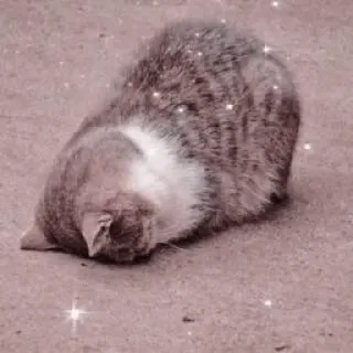 🐱 고양이, 동물, 애완 동물, 집고양이, 휴식, 귀여운 telegram sticker