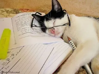 😕 Katze, schlafend, Brille, Buch, Studium, Student, Bleistift telegram sticker