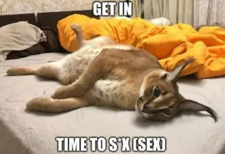 🐱 GET IN TIME TO S*X (SEX) Katze, Meme, Anstößig, Tier, Bett telegram sticker