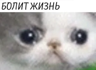 😭 crying cat sad cat meme БОЛИТ ЖИЗНЬ telegram sticker