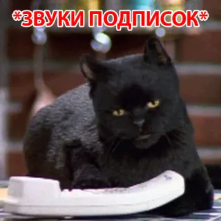 🥰 звуки подписок 猫, 電話, ミーム, 動物, ペット telegram sticker