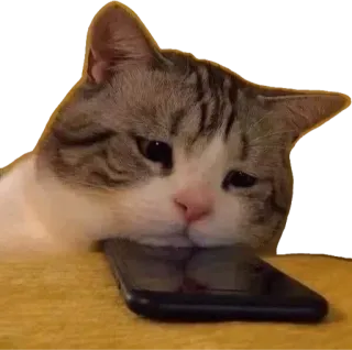 😻 kot, zwierzę, zwierzak, telefon, smutny, znudzony telegram sticker
