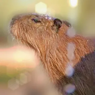 💦 Capybara, Tier, Nagetier, Wildtier, Natur whatsapp sticker