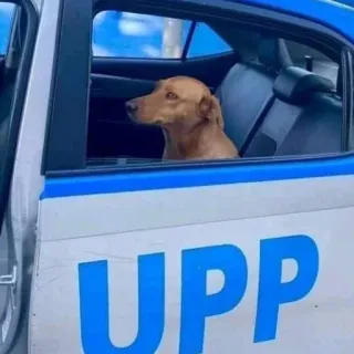 🐶 UPP Hund, Auto, Polizei, Tier, Fahrt, Haustier whatsapp sticker