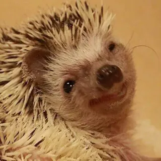 🙃 Igel, Tier, süß, Haustier, Säugetier, Wildtier telegram sticker