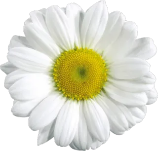 🌸 Blume, Gänseblümchen, weiß, Natur, Blumenmuster whatsapp sticker